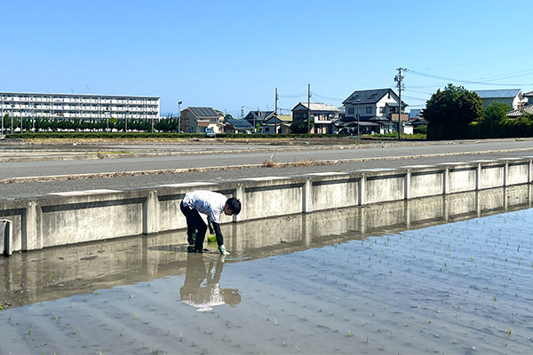 トンボで田んぼの地面を平らにしている様子